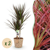 Green BoutiQ - Green is... Kamerplanten - Dracaena Magenta - Drakenbloedboom - Weinig onderhoud - met mand - Groen - 2 Planten - Pot 17cm - Hoogte 70-80cm