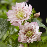 Green boutiQ - Tuinplant - Lenten Rose - Helleborus orientalis Double Ellen Pink - Roze Bloem -1 Plant - Groenblijvend - Pot 14cm Hoogte 35cm