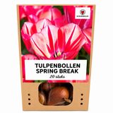 Tulpenbollen Spring Break — rood-oranje tulp, 20 stuks (maat 11/12)