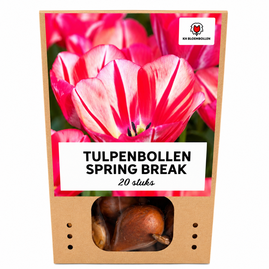 Tulpenbollen Spring Break — rood-oranje tulp, 20 stuks (maat 11/12)