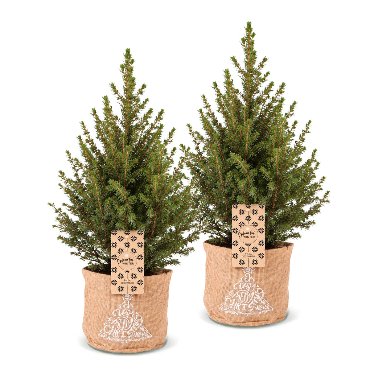 Set van 2 — Kegelspar kerstboom — Ø17 cm, 65 cm hoog — met jute zak