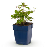 Green boutiQ - Vasteplant - Anemone hup. Splendens - Herfst Anemoon - Schaduw - Donker Roze - 1 Plant - Pot 11cm - Hoogte 15-25cm