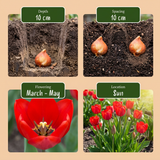 500x Bulbs From Holland - Bollen uit Holland - Diversen - Zomerbloeier - Bolmaat 10/12