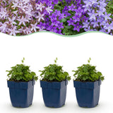 Green boutiQ - Vasteplant - Campanula portenschlagiana Tricolour - Perzikbladklokje - Bodembedekkend - Paars - Roze - Wit - 12 Planten - Pot 11cm - Hoogte 15-25cm