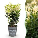 Green boutiQ - 8x Euonymus japonica Paloma Blanca - Kardinaalsmuts - Haagplanten - Groenblijvend - Groen - Wit - Pot 9cm - Hoogte 20-30cm