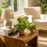 Green boutiQ - Kamerplant - Marantha Silverband, Marantha Lemon Lime Marantha Kerchoveana - Gebedsplant - Huisdiervriendelijke Plant - Groen - 3 Planten - met Mand - Pot 12cm - Hoogte 25cm
