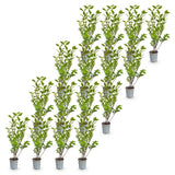 Green boutiQ - 16x Ligustrum ovalifolium - Gewone Liguster - Haagplanten - Groenblijvend - Groen - Pot 9cm - Hoogte 35-45cm