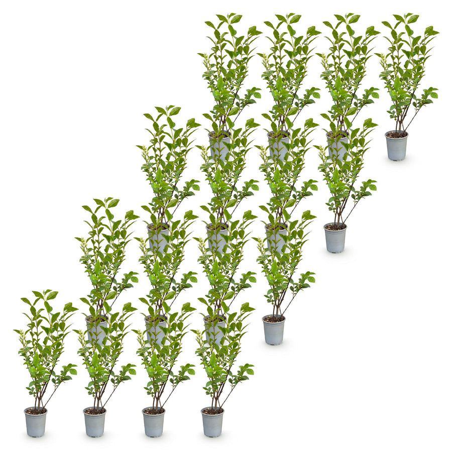 Ligustrum ovalifolium — Ligusterhaag, 16 stuks, 35-45 cm