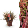 Green boutiQ - Siergrassen - Uncinia rubra Everflame- Rood - 1 Plant - Groenblijvend - Winterhard - Pot 17cm Hoogte 50cm