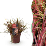 Green boutiQ - Siergrassen - Uncinia rubra Everflame- Rood - 1 Plant - Groenblijvend - Winterhard - Pot 17cm Hoogte 50cm