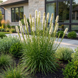Green boutiQ - Vasteplant - Liatris spicata Alba - Lampenkruid - Bijen- en vlinderlokkers - Wit - 24 Planten - Pot 11cm - Hoogte 15-25cm