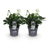 Green boutiQ - Tuinplant - Kerstroos - Helleborus Christmas Carol- Witte Bloem -2 Planten - Groenblijvend - Pot 14cm Hoogte 30cm