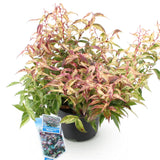 Green boutiQ - Tuinplant - Leucothoe Makijaz - Bruin - 1 Plant - Groenblijvend - Weinig Onderhoud - Pot 17cm Hoogte 45cm