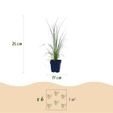 Green boutiQ - Grassen - Cortaderia sell. Pumila - Dwergpampasgras - Met Pluim - Grijs - 1 Plant - Pot 11cm - Hoogte 15-25cm