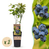 Green boutiQ - Fruitplant - Vaccinium corymbosum Patriot - Bosbes - Winterhard - Blauwe Bes - 2 Planten - Pot 15cm - Hoogte 50cm
