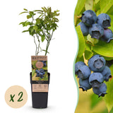 Green boutiQ - Fruitplant - Vaccinium corymbosum Patriot - Bosbes - Winterhard - Blauwe Bes - 2 Planten - Pot 15cm - Hoogte 50cm
