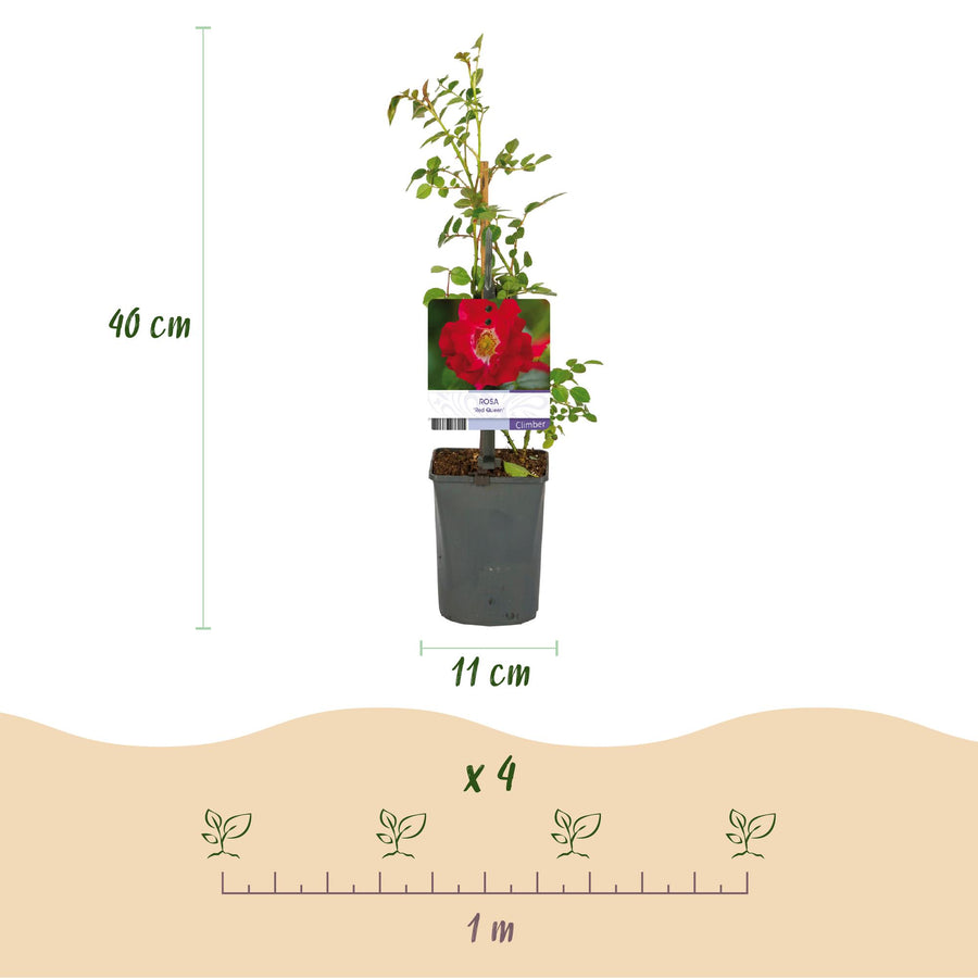 Rosa Red Queen – 2 planten · 40 cm hoog (foto 3)