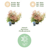 Green boutiQ - Tuinplant - Leucothoe Makijaz - Bruin - 2 Planten - Groenblijvend - Weinig Onderhoud - Pot 17cm Hoogte 45cm