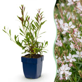 Green boutiQ - Vasteplant - Gaura lindh. Whirling Butterflies - Prachtkaars - Bijen- en vlinderlokkers - Wit - 24 Planten - Pot 11cm - Hoogte 15-25cm