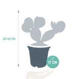 Opuntia microdasys - 17cm - zonder pot
