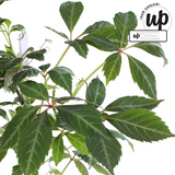 Parthenocissus henryana - Chinese Wilde Wingerd - Ø15cm - ↕65cm