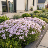 Green boutiQ - Vasteplant - Phlox Benita - Vlambloem - Bodembedekkend - Blauw - 12 Planten - Pot 11cm - Hoogte 15-25cm