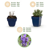 Green boutiQ - Vasteplant - Lavandula ang. Dwarf Blue - Lavendel - Geurend - Paars - 6 Planten - Pot 11cm - Hoogte 15-25cm