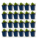 Green boutiQ - Vasteplant - Geranium macr. Spessart - Ooievaarsbek - Bodembedekkend - Wit-Roze - 24 Planten - Pot 11cm - Hoogte 15-25cm