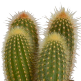 Cereus mix 10,5cm - 3x - in witte pot