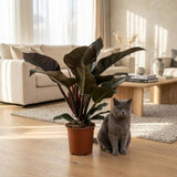 Green boutiQ - Kamerplant - Philodendron - Philodendron Imperial Red - Rood - Weinig onderhoud - 1 Plant - Pot 19cm - Hoogte 60cm