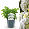 Green boutiQ - Hortensia - Hydrangea macrophylla Blue - Bloem Wit - 1 Plant - Bladverliezend - Weinig Onderhoud - Pot 17cm Hoogte 30cm