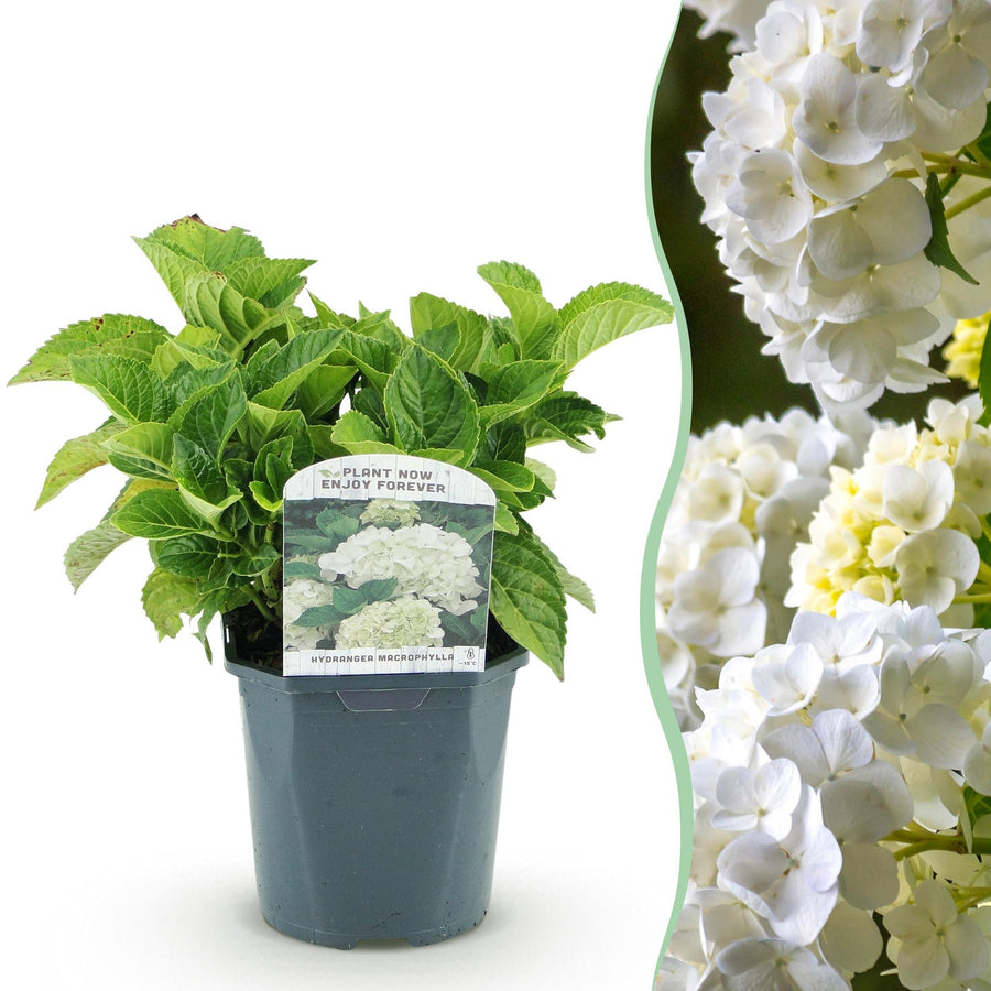 Hydrangea macrophylla Blue – 30 cm hoog · Hortensia Bloem Wit