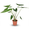 Alocasia Zebrina - Ø 21 cm - Hoogte: 70 - 75 cm