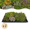 Green boutiQ - Bodembedekker - Winterhard - Sedum mat - Bestaat uit 10 soorten - X2 - Weinig Onderhoud - Lengte 50 Breedte 30