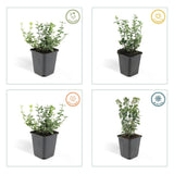 60x Euonymus fort. 'Emerald Gaiety' - ↕10-25cm - Ø9cm