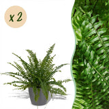 Green boutiQ - Kamerplant - Nephrolepsis exaltata Green Lady - Varen - Huisdiervriendelijke Plant - Groen - 2 Planten - met Potter Grijs - Pot 12cm - Hoogte 25cm