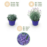 Green boutiQ - Tuinplant - Lavandula angustifolia Hidcote - Lavendel - Winterhard - Paars - 1 Plant - Pot 12cm - Hoogte 15-25cm