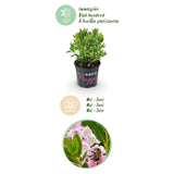 Green boutiQ - Dwerg Rhododendron - Rhododendron Bloombux Light Pink - Bloeiende Buxus - Weinig Onderhoud - Licht Roze Bloem - 6 Planten - Pot 10,5cm - Hoogte 20-25cm