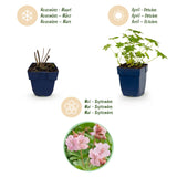 Green boutiQ - Vasteplant - Geranium macr. Ingwersen's Variety - Ooievaarsbek - Bodembedekkend - Licht Roze - 1 Plant - Pot 11cm - Hoogte 15-25cm