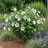 Green boutiQ - Tuinplant - Hibiscus syriacus Hamabo - Tuin Hibiscus - Winterhard - Wit - Roze - 3 Planten - Pot 17cm - Hoogte 45cm