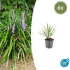 6x Liriope muscari 'Ingwersen' - ↕10-25cm - Ø9cm