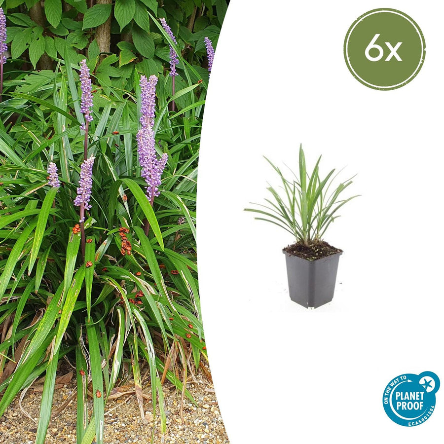 Liriope muscari 'Ingwersen' – 6 planten · pot Ø9 cm · 10-25 cm hoog