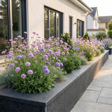 Green boutiQ - Vasteplant - Scabiosa Duo - Duifkruid - Bijen en Vlinderlokkers - Paars - Roze - 24 Planten - Pot 11cm - Hoogte 15-25cm