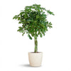 Schefflera Arab Nora met Potter wit- 70cm - Ø21