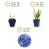 Green boutiQ - Vasteplant - Agapanthus africanus - Afrikaanse Lelie - Bijen en Vlinderlokkers - Blauw - 3 Planten - Pot 11cm - Hoogte 15-25cm
