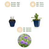 Green boutiQ - Vasteplant - Scabiosa col. Butterfly Blue - Duifkruid - Bijen en Vlinderlokkers - Paars - 6 Planten - Pot 11cm - Hoogte 15-25cm