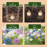 60x Allium Buzzing Beauties - Sierui Buzzing Beauties - Diversen - Zomerbloeier - Bolmaat 6/7