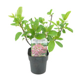 Green boutiQ - Pluim Hortensia - Hydrangea panniculata Pink Diamond - Bloem Wit Roze- 1 Plant - Bladverliezend - Grote Bloemen - Pot 17cm Hoogte 50cm