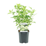 Green boutiQ - Pluim Hortensia - Hydrangea panniculata Limelight - Bloem Creme Wit- 1 Plant - Bladverliezend - Grote Bloemen - Pot 17cm Hoogte 50cm