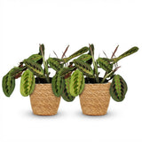 Green boutiQ - Kamerplant - Maranta Fascinator Tricolour - Gebedsplant - Huisdiervriendelijke Plant - Groen - 2 Planten - met Mand - Pot 12cm - Hoogte 25cm
